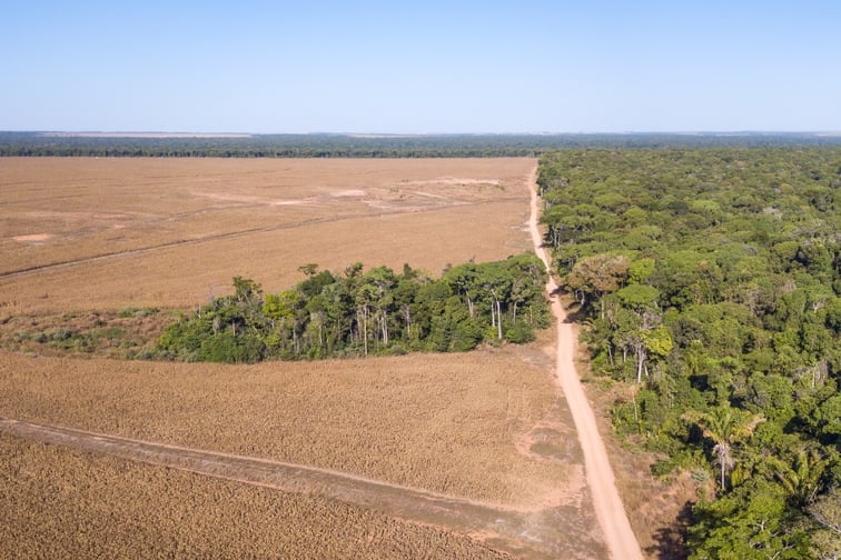 Swiss Re alleged to have insured illegally deforested farmland in Brazil