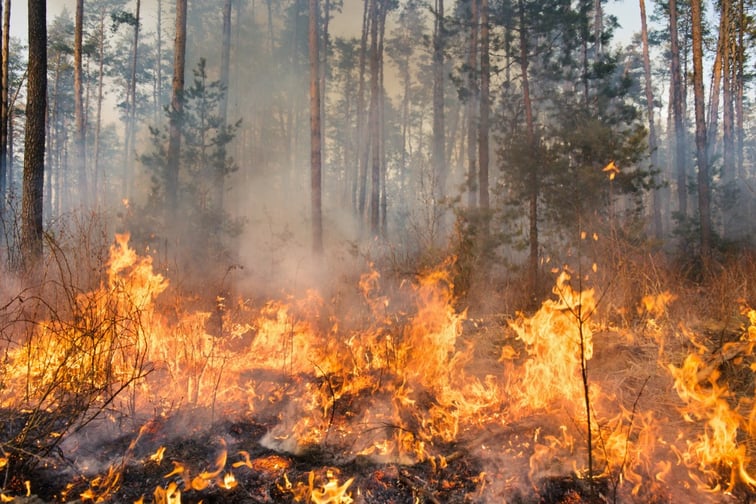 Wilderness outfitters hit hard by Quebec fires and forest access ban