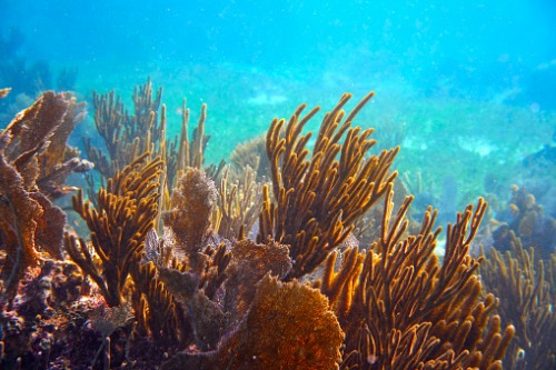 Willis Towers Watson initiates insurance programme for coral reef