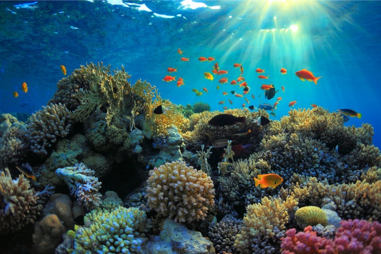 WTW broadens insurance programme to safeguard coral reef