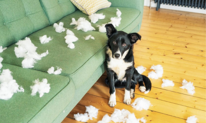 Revealed – how much mischievous pets are costing owners