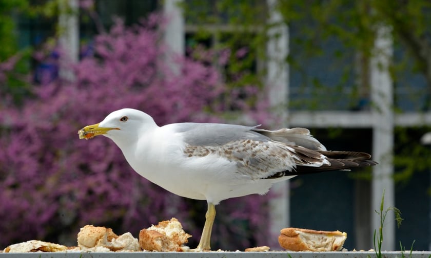 Sandwich shop to offer 'seagull insurance' to customers robbed of their toasties