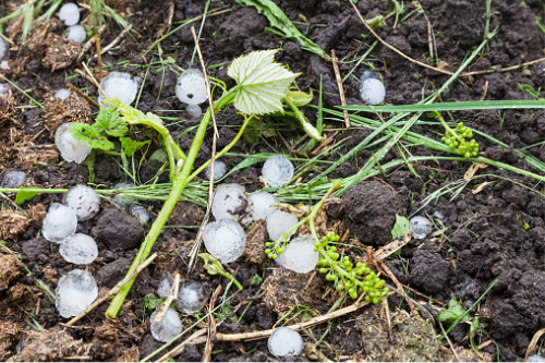 Palliser Insurance launches new crop hail insurance platform
