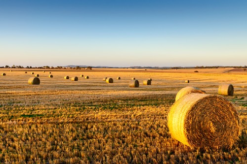 Provincial agricultural agency to provide hay disaster benefit to Manitoba farmers