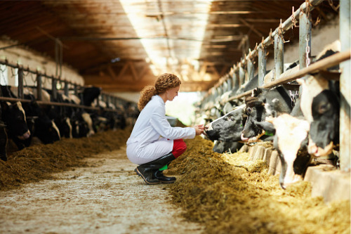 Saskatchewan offers additional $10 million funding for livestock farmers