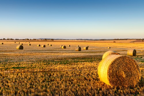 AgriCorp recommends alternative risk management programs for Ontario greenhouse producers