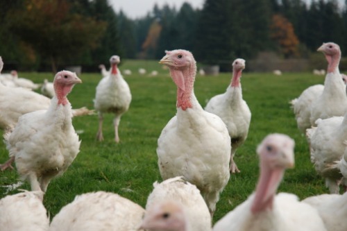 Federal government provides funding for turkey farmer insurance program