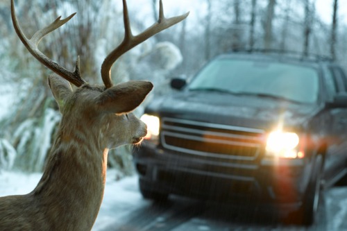 Manitoba sees 9,500 vehicle-deer collisions every year – MPI