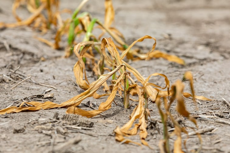 Revealed – the crop damage impact of recent storms