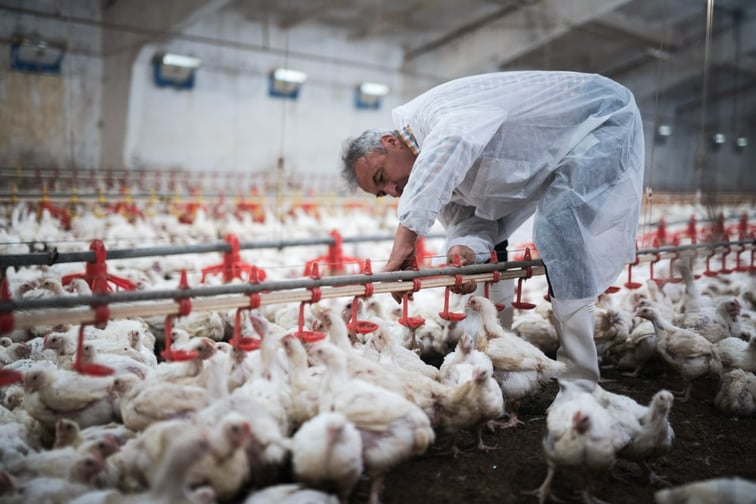 Federal government earmarks $1.2 million for poultry insurance programs