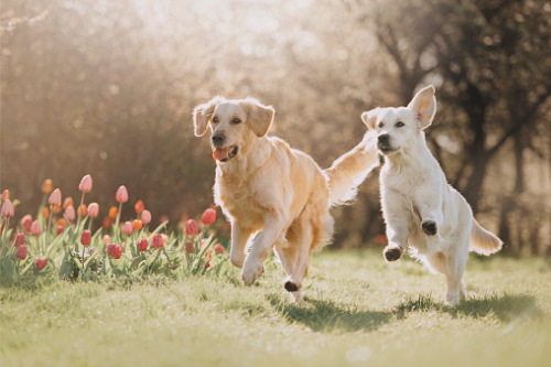 Petline launches new pet health insurance product