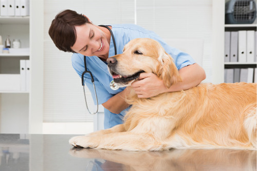New Canadian pet insurance brand PHI Direct launches