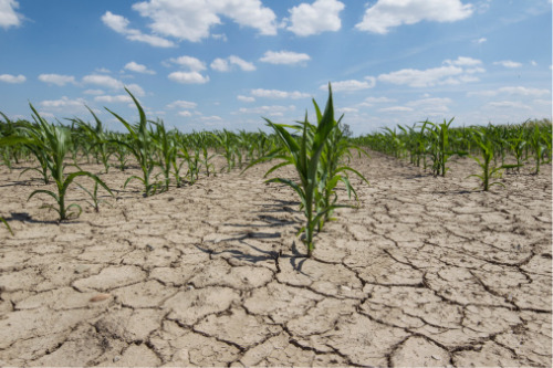 Saskatchewan launches additional insurance support for drought-stricken farmers