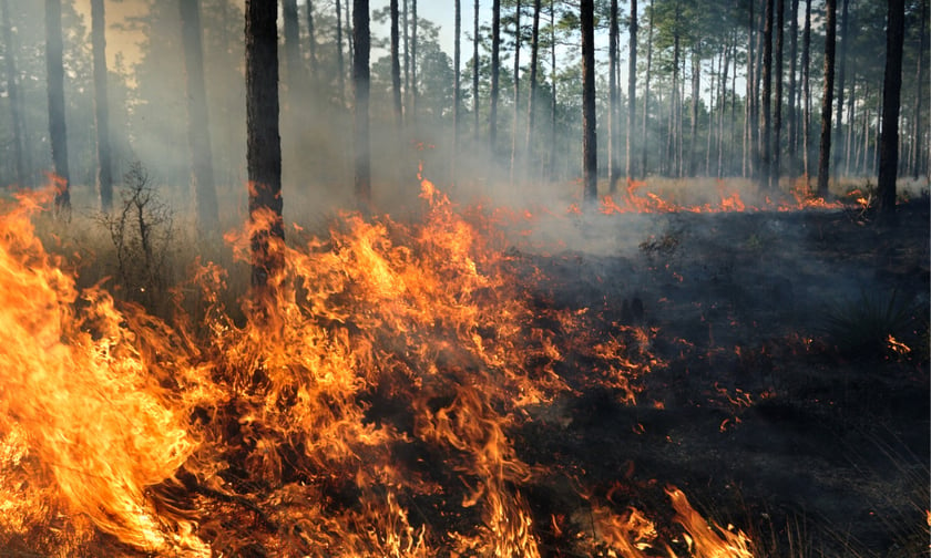 Wildfires a growing threat to Canadian forestry sector – QBE