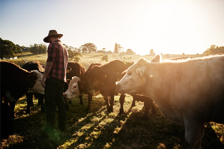 CHES Special Risk introduces livestock and animal mortality insurance