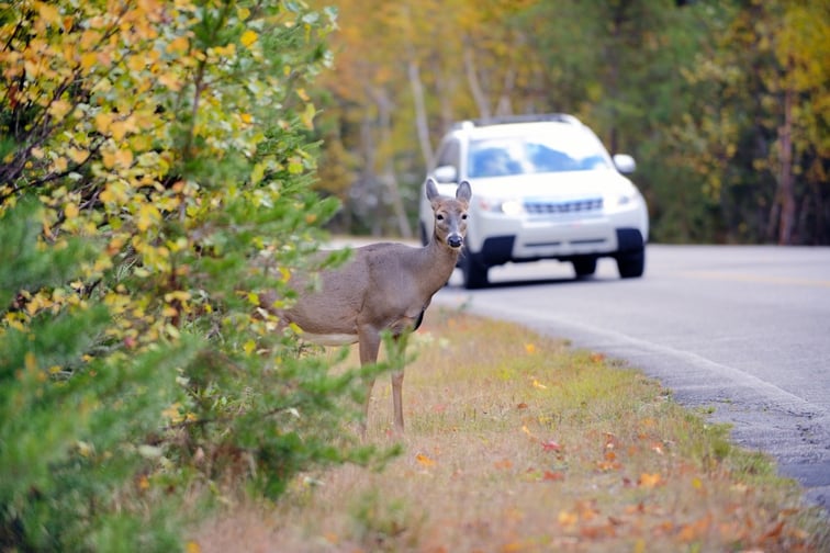 Report highlights prevalence of wildlife-vehicle collisions