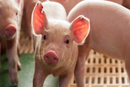 Chinese insurers hit hard by swine fever