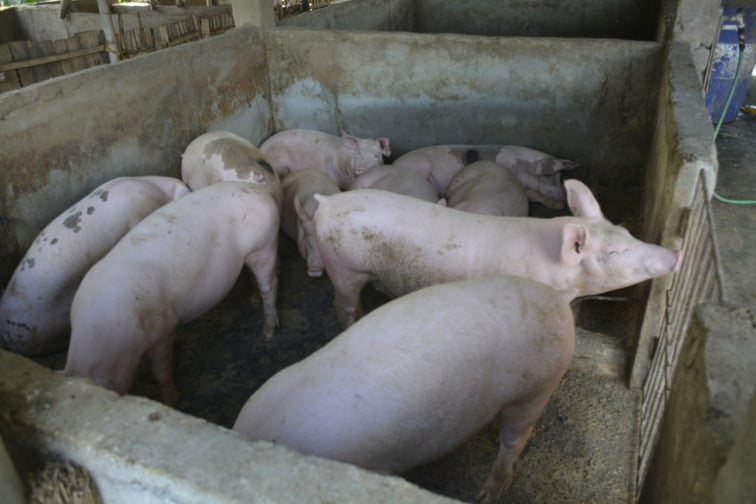 Philippine LGUs prepare insurance, cash aid for hog raisers following swine fever outbreak