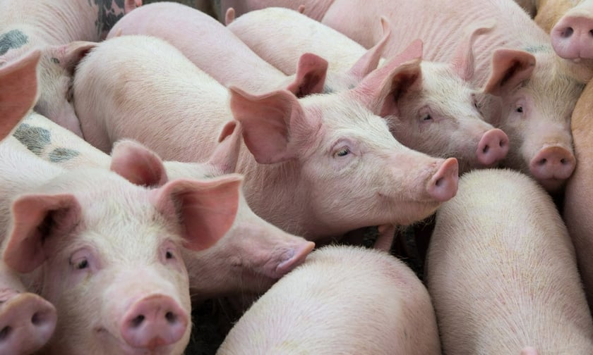 More than 58,000 Philippine hogs covered under swine fever insurance scheme
