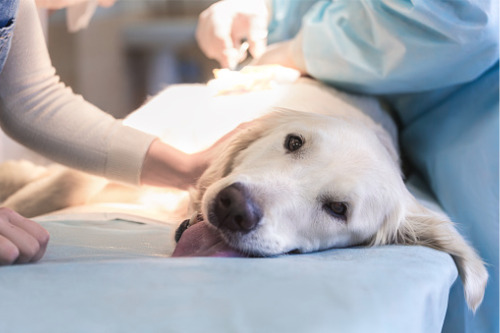 High vet bills push pet owners to perform DIY surgeries