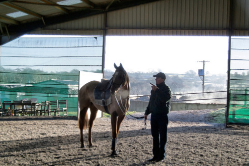 Horse trainer investigated for insurance fraud
