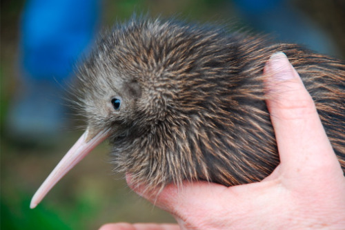 Broker-sponsored kiwi hatchery welcomes 100 more chicks