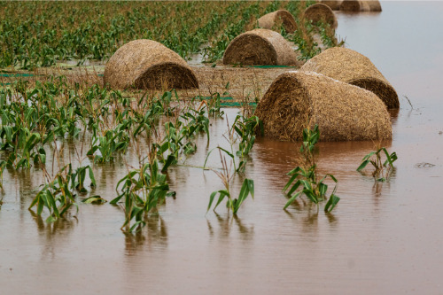 Insurer urges flood-stricken farmers to access mental health support