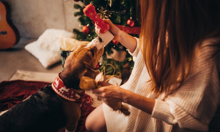 Southern Cross highlights dangerous food for pets this Christmas