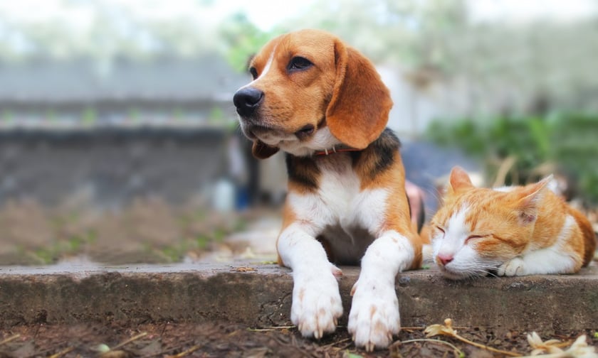 Revealed – top insurance claims for cats and dogs in 2023