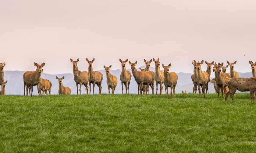 Christchurch residents seek payments for damages caused by rampaging deer