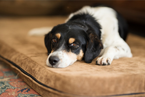 Pet-n-Sure outlines potential signs of “winter depression” in pets