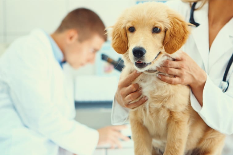 PD Insurance reveals top pet medical claims