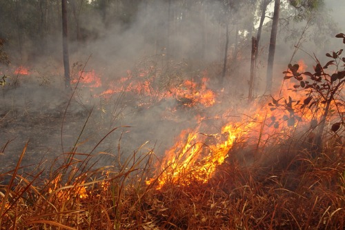 Australia fires damage bill to hit $300 million
