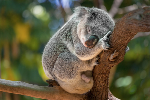 RACQ initiative raises $70,000 to future-proof koalas