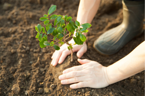 Zurich gives backing to reforestation project
