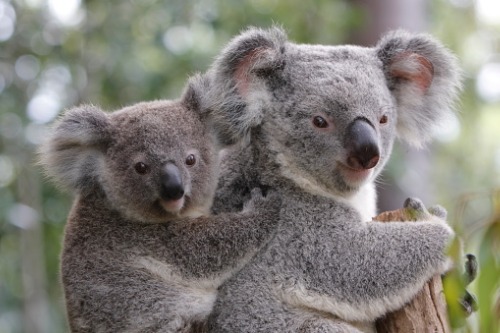 RACQ launches donation drive to future-proof koalas