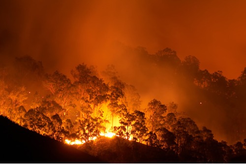 Report calls for government-led bushfire insurance