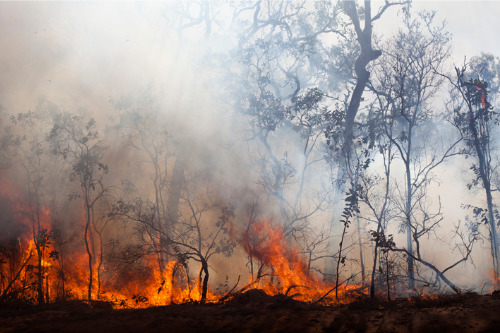 NRMA pulls "violent" bushfire ad for breaching standards