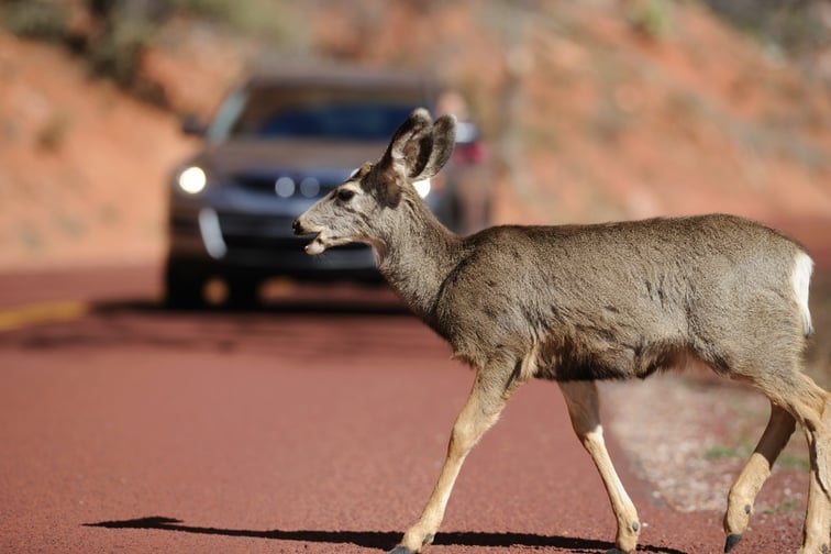 Australian drivers take risks to avoid wildlife collisions