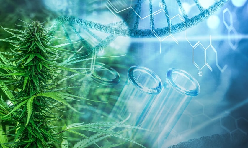 HIF's high hopes for global medicinal cannabis study
