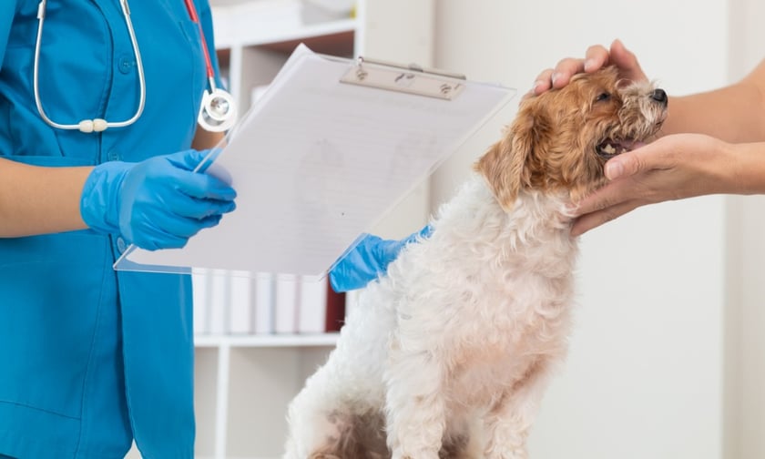 Dr. Chris Brown's former pet insurance ambassadorship resurfaces amid recent comments