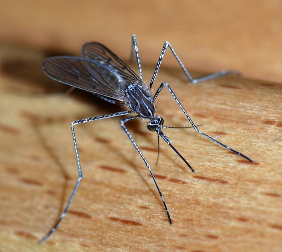 Government warns travellers to Pacific of dengue outbreak