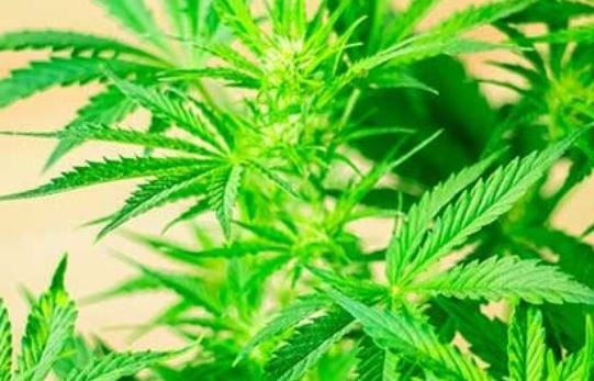 Cannabis: a growing risk