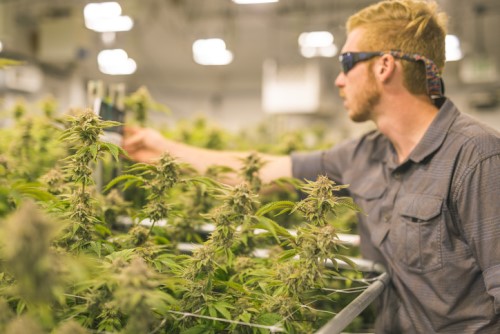 Falvey rolls out stock and transportation insurance for cannabis producers