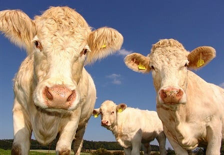 Morbid practice for cattle insurance claims could lead to fraud