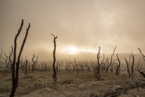 California's 129 million dead trees pose a major wildfire hazard