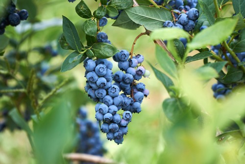 June frost events wipe out 70% of NS wild blueberry crop