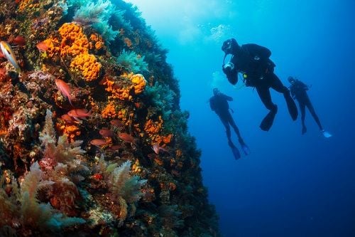 Far Out Friday: Introducing coral reef insurance