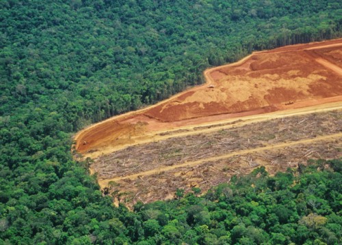 With nearly US$1tn at stake, deforestation top risk
