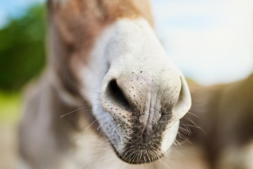 Far Out Friday: Insurance payout refused after donkey supercar nibble